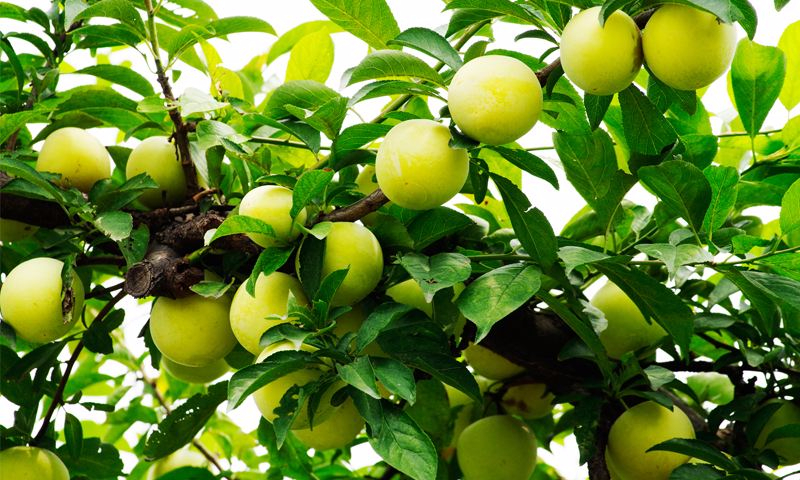 开云体育全站登录入口案例展示六